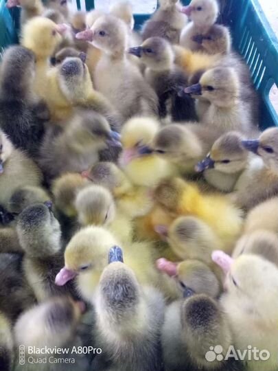 Гусята суточные