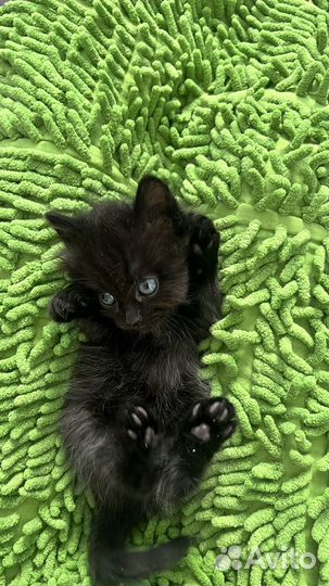 Котята