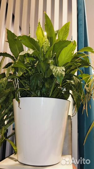 Спатифиллум