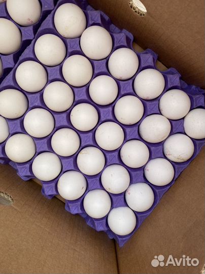 Продукты питания