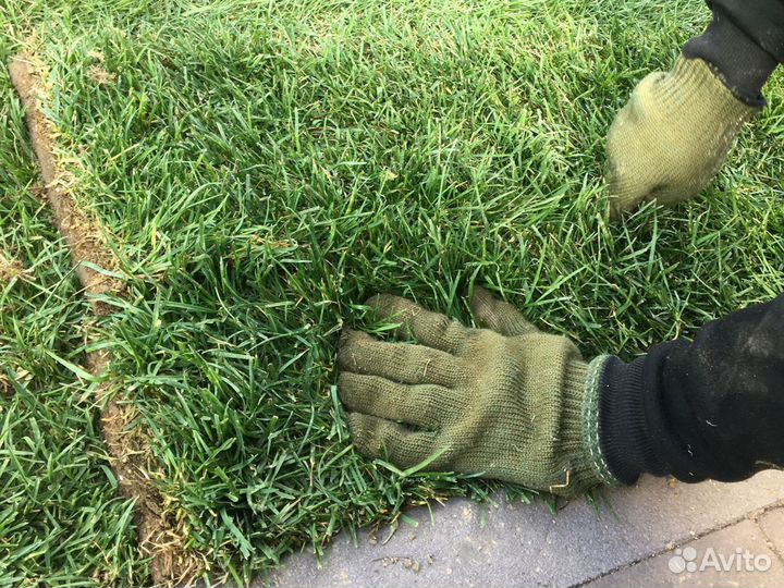 Рулонный газон