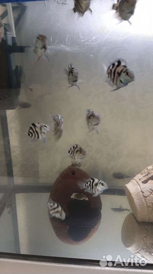 Сапфировый попугай-панда