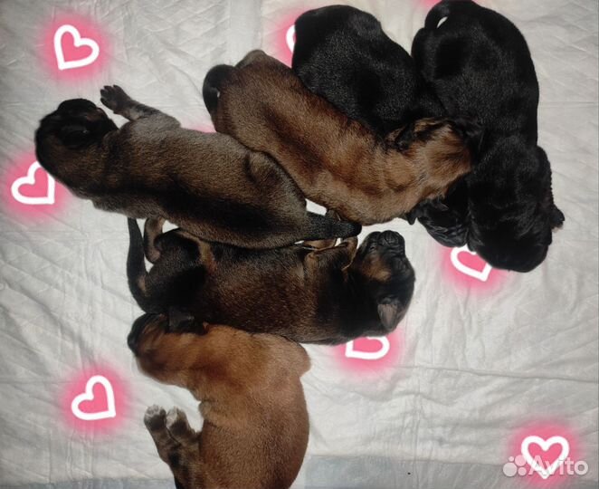 Щенята Мастифята