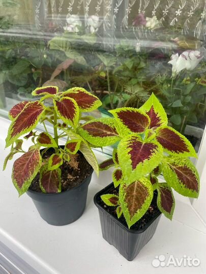 Комнатные цветы