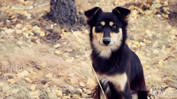 Отдам собаку в добрые руки мальчик