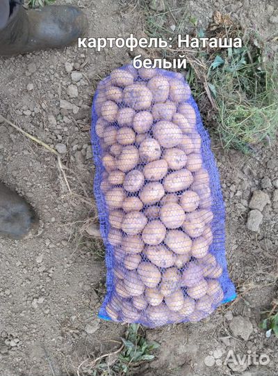 Продам картофель оптом