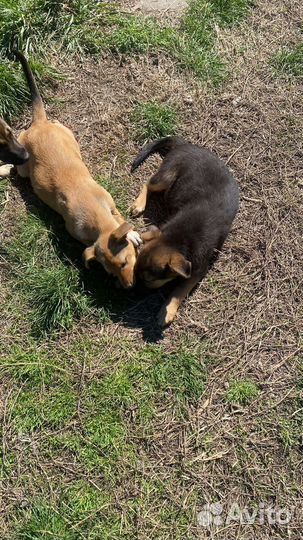 Щенки в дар