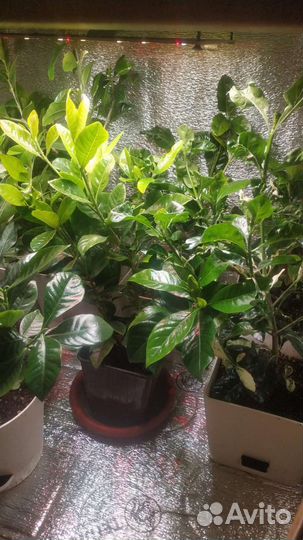 Гардения жасминовидная (жасминовая)