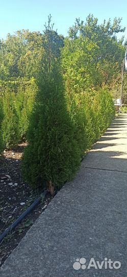 Туя западная смарагд