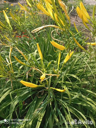 Лилейники и лилии