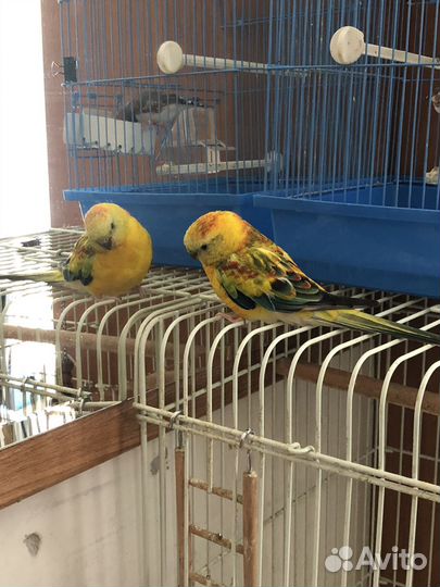 Певчий попугай