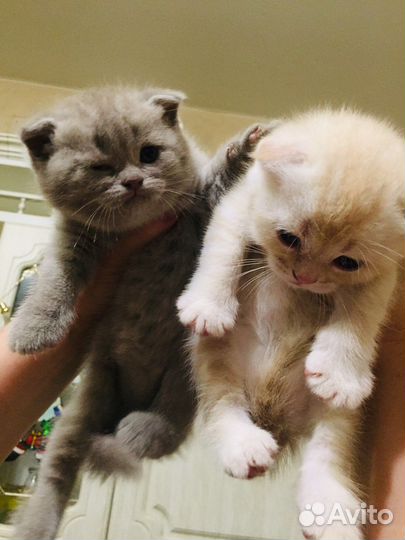 Шотландские котятки