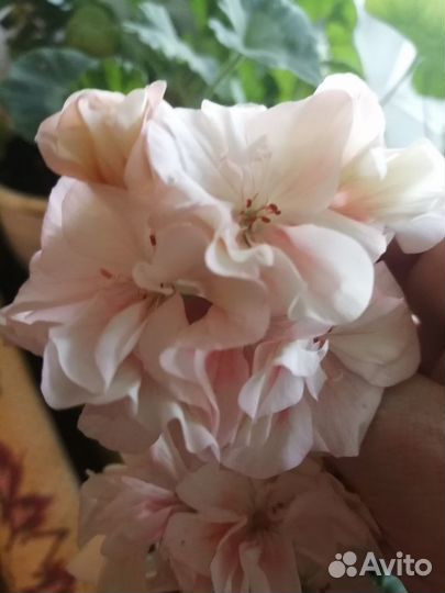 Пеларгония сортовая