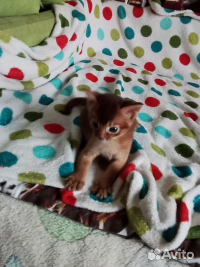 Абиссинская