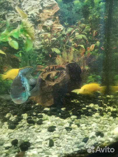 Аквариум с тумбой 120 л