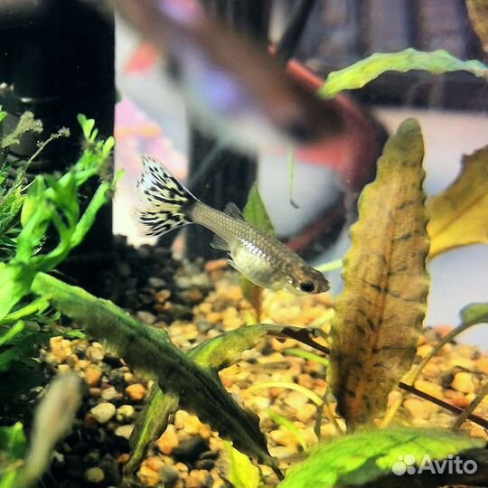 Аквариумные рыбки гуппи