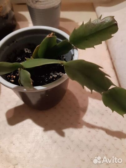 Комнатные цветы ждут вас