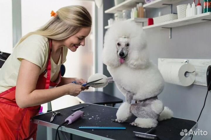 Груминг-салон. Известная франшиза