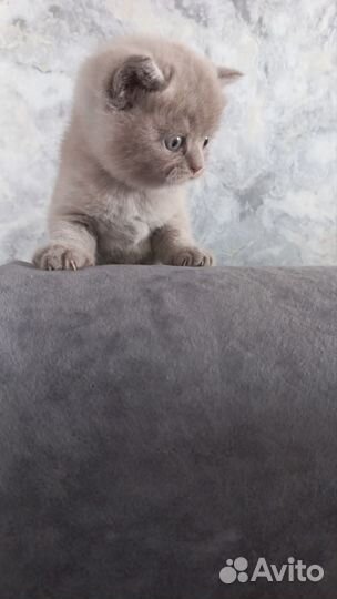 Шотландская кошка