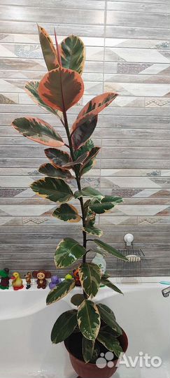 Фикус Белиз