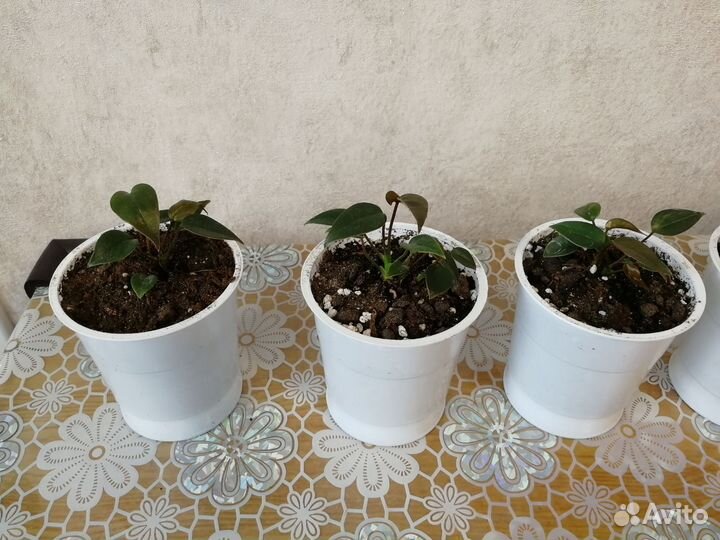 Антуриум чёрный