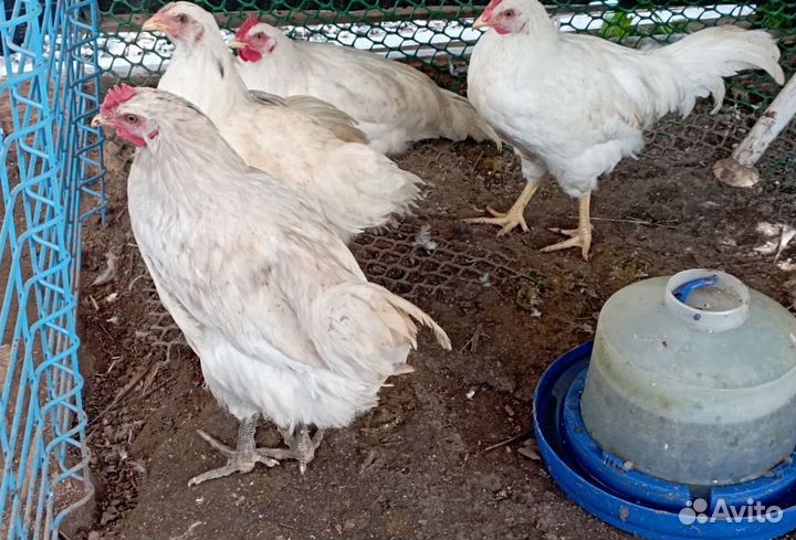 Молодые петушки, индоутки