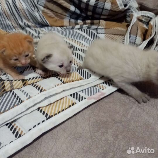 Котята в добрые руки