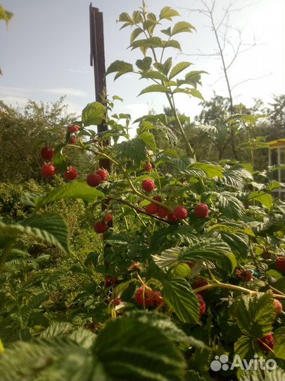 Саженцы малины. Сорт Гусар, Шапка мономаха