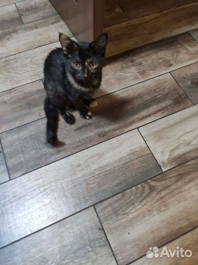 Кошка в дар бесплатно