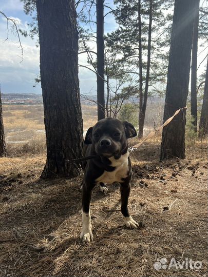 Собака в добрые руки