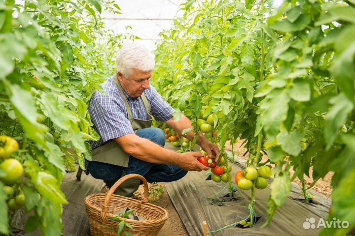 Сборщик урожая вахта