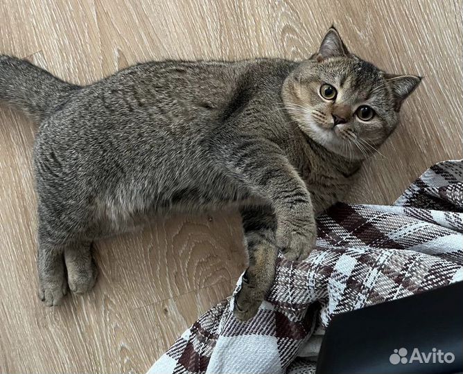 Кот на вязку шиншилла