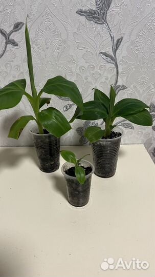 Банан комнатный Musa Tropicana