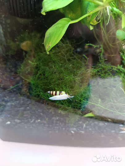 Улитка хелена