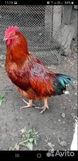 Молодые петухи