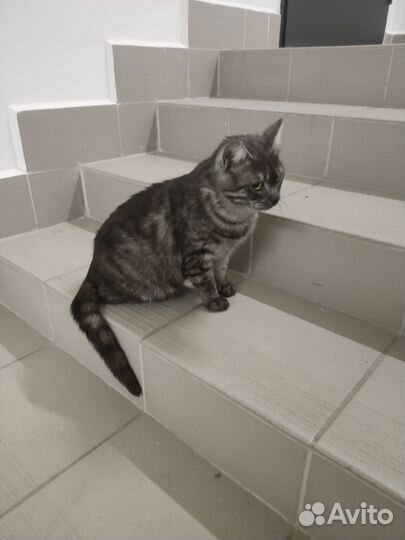 Кошечка молодая, выбросили в подъезд