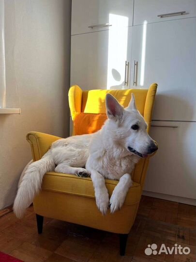 Ветеринарный врач Ветеринар на дом