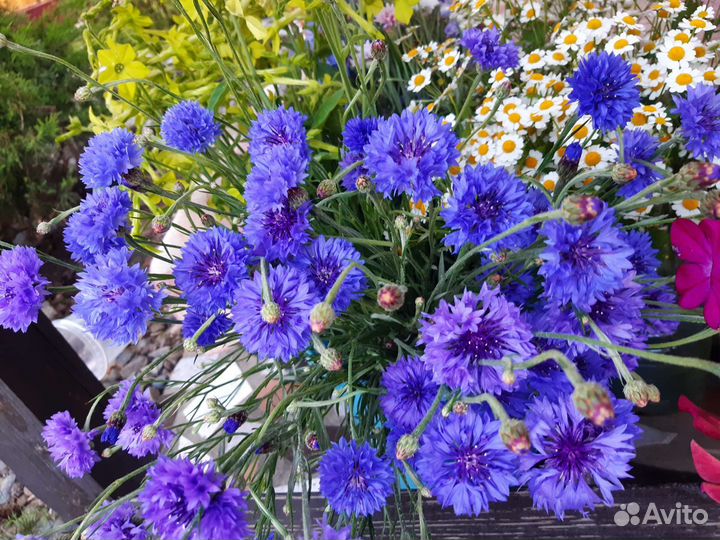 Цветы Васильки бесплатно