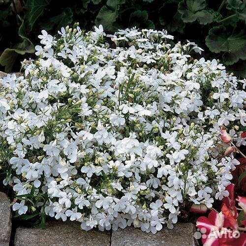 Семена цветов(Голландия,Америка)