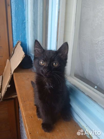 Сибирская кошечка