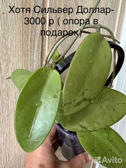 Хойи и сциндапсусы