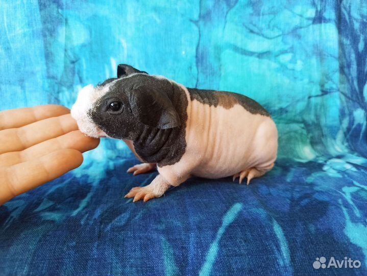 Морские свинки купить