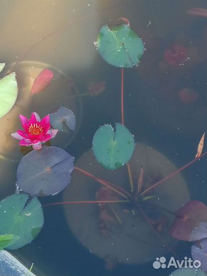 Нимфеи для пруда