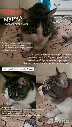 Кошка в дар бесплатно