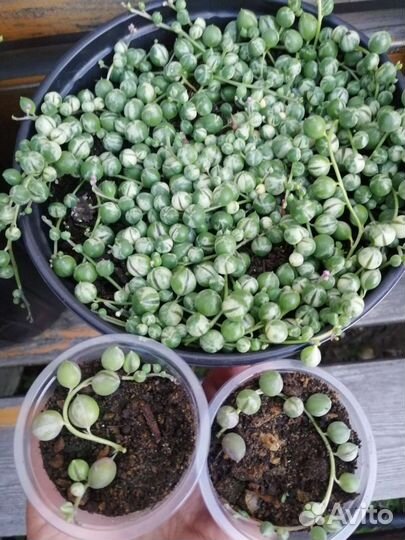 Суккуленты