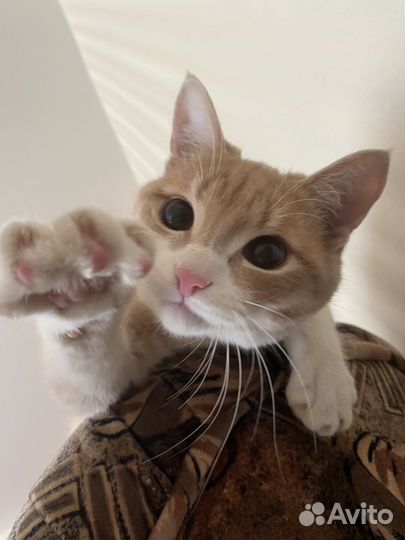 Кот-милашка