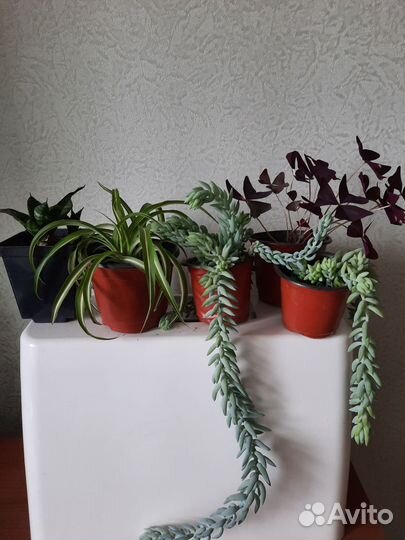 Растения для mini садика