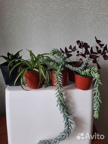 Растения для mini садика