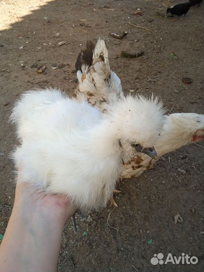 Породистые цыплята