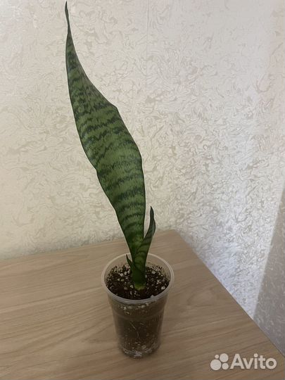 Сансевиерия